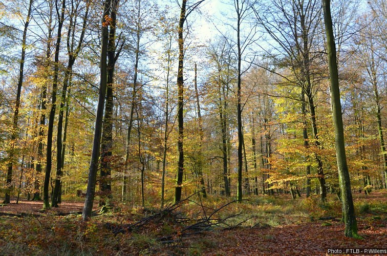 Bérismenil - "Promenade le Beolin"