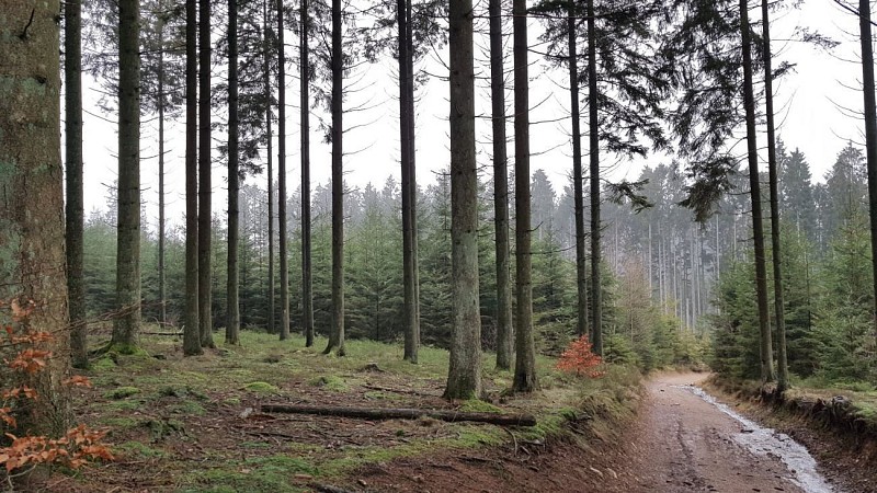 Samrée - "Promenade Belvâ"