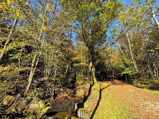 Etang_des_moines_tellin©MTFSH-TEXTO_Pascal_Willems_(97)