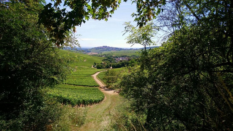 N°50) La boucle des Vignobles