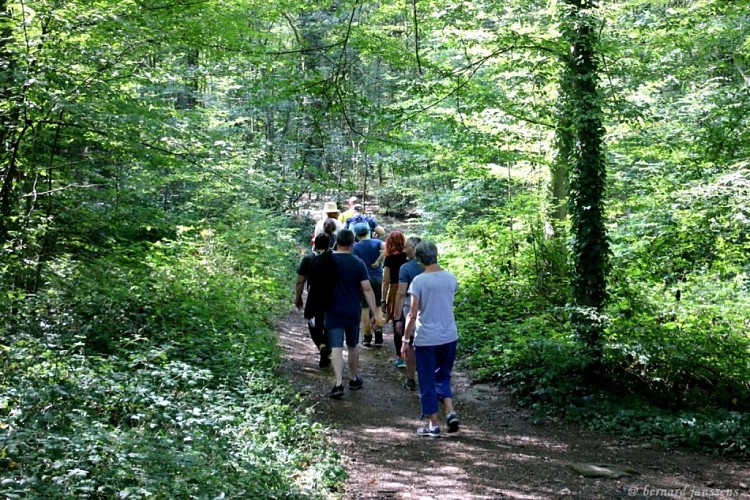 Balade Arsimont bois