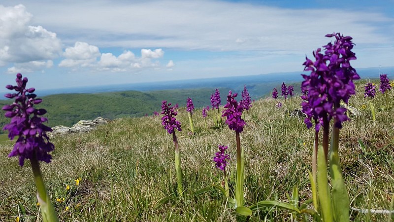Le Mars (Le Falgoux)