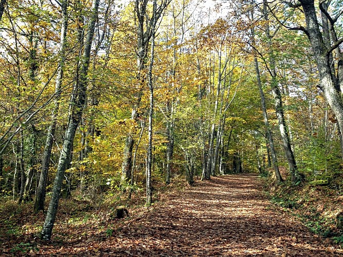 La Boucle VTT de Saint-Priest-sous-Aixe - Circuit n°1 Val de Vienne Tour