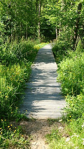 Circuit du Tour de la Forêt