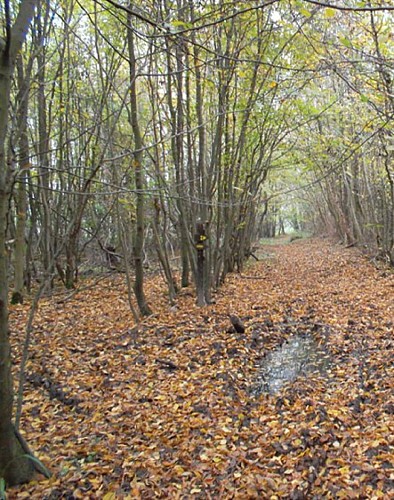 Circuit du Mont Violette