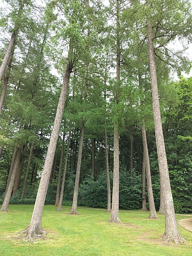 V.Jacquemin (4) promenade celte