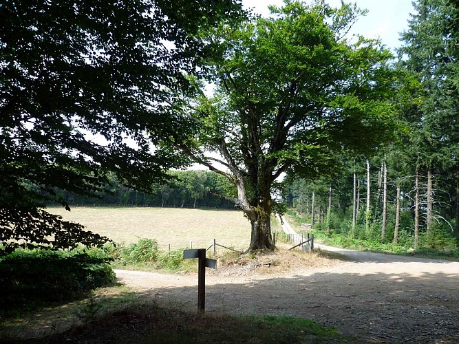 Chemin de Sussac au Mont Gargan_3
