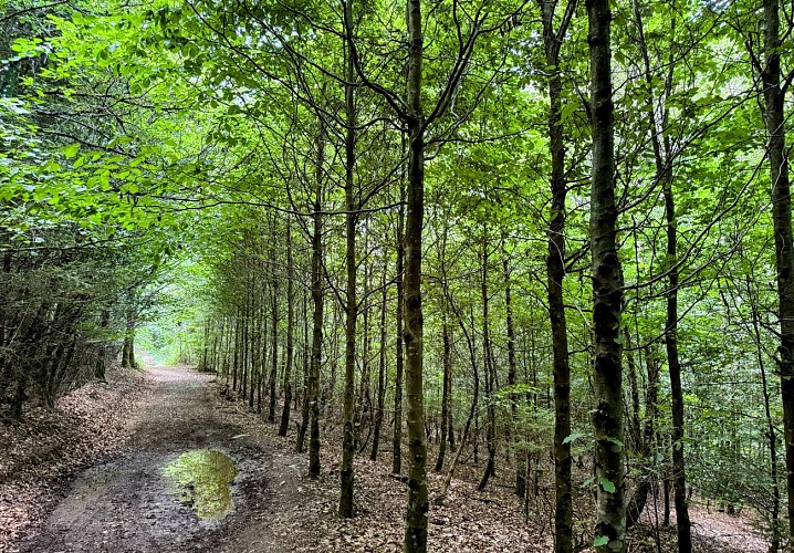 Tellin_promenade_des_etangs©MTFSH_TEXTO_Pascal_Willems_(102)