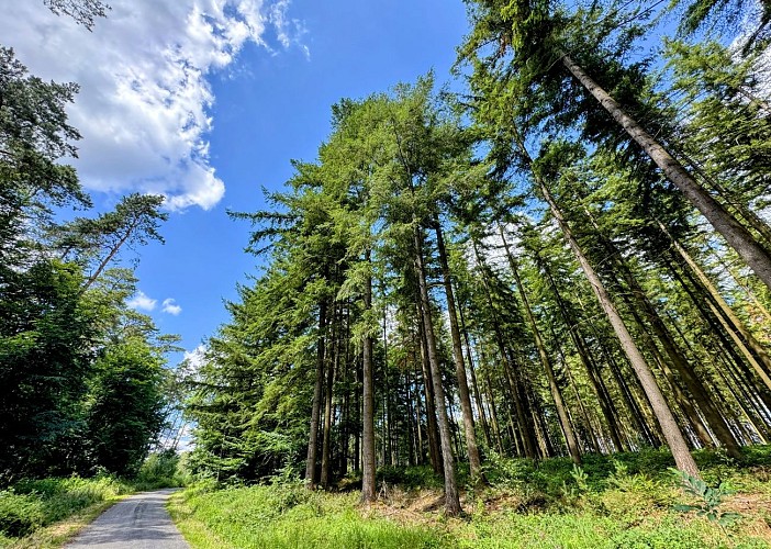 Tellin_promenade_des_etangs©MTFSH_TEXTO_Pascal_Willems_(83)