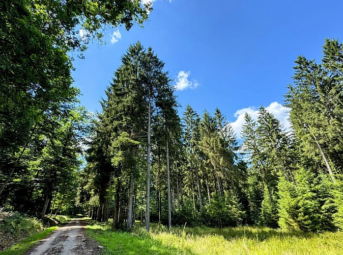 Tellin_promenade_des_etangs©MTFSH_TEXTO_Pascal_Willems_(145)