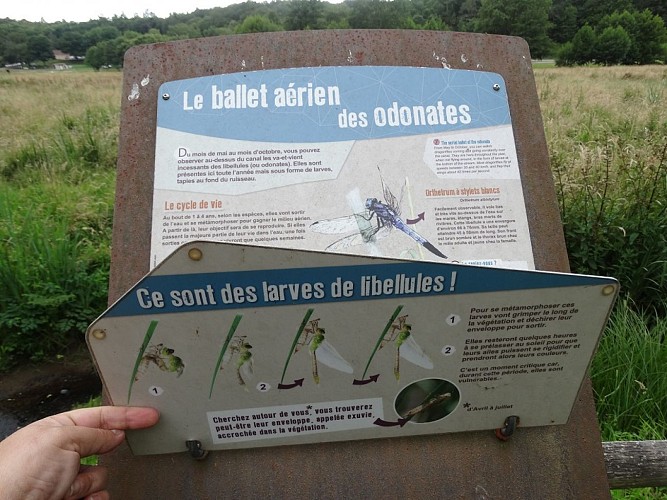 Sentier d'interprétation de l'étang_4