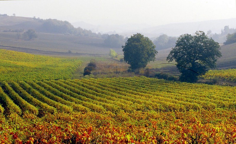 Belvèze-du-Razès-le sentier des vignerons