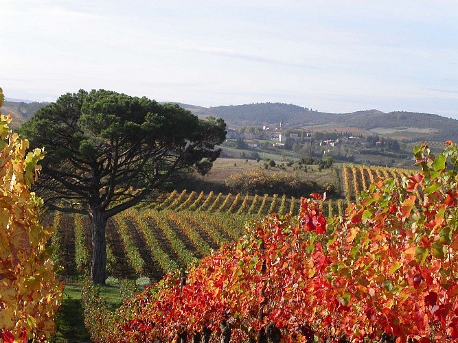 Belvèze-du-Razès-le sentier des vignerons