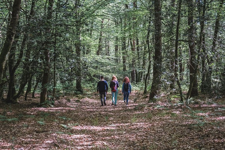 Escapade en forêt du Gâvre