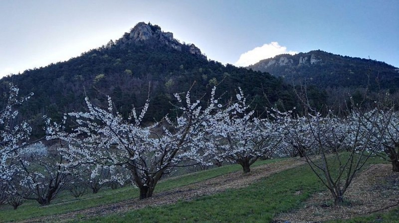 Randonnée au coeur des cerisiers
