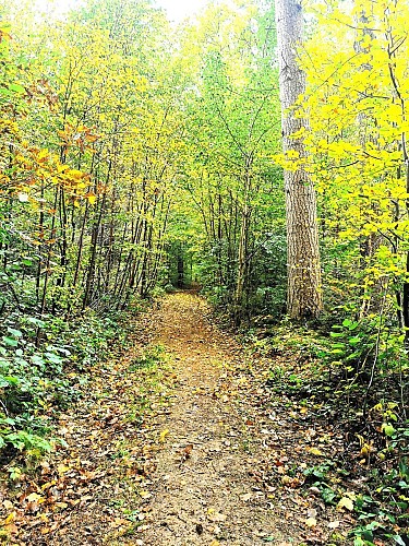 NG01 Promenade Croix Demanet - Ambly - Markierung grünes Rechteck (derzeit grünes Kreuz)