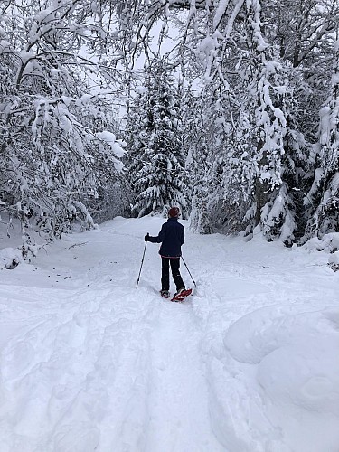 Sentier raquettes balisé du plateau de la Charniaz_Morillon