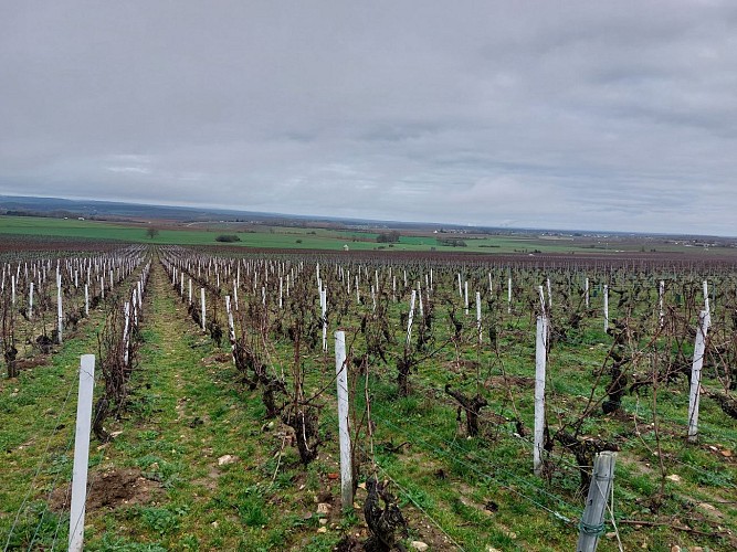 Depuis un beau panorama sur le vignoble de Saint-Andelain