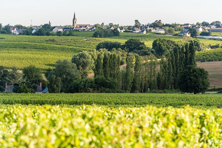 CIRCUIT VTT COMBINE N°41 + 46