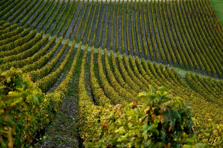 the way of the vineyards