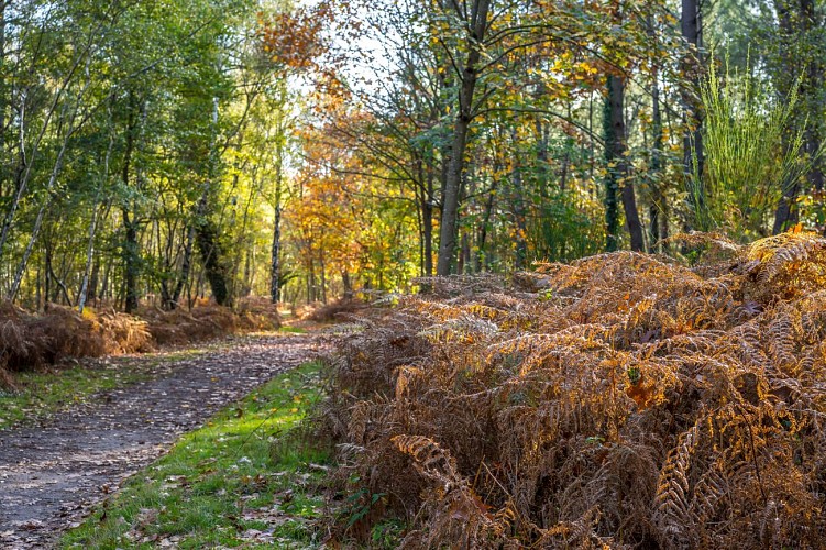 Circuit équestre de Vernantes