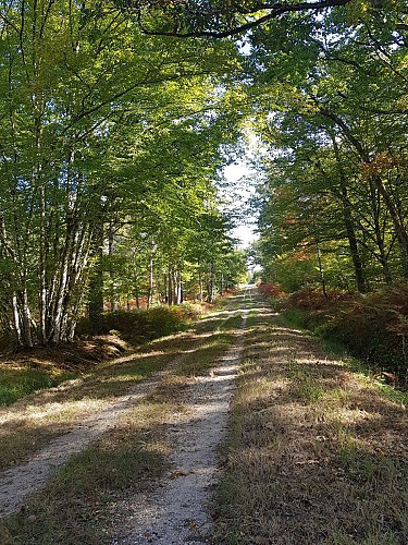 Promenade Etangs et Forêt
