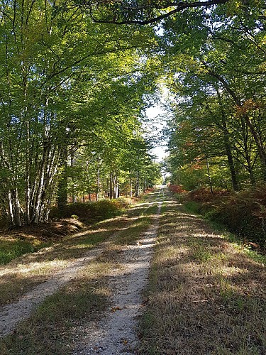 Promenade Carrefours de la Forêt d'Orléans