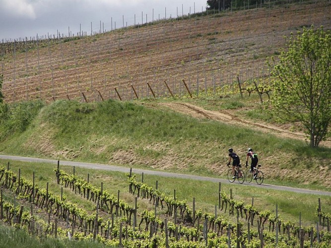 Circuit vélo : terroir Méditerranéen - boucle longue