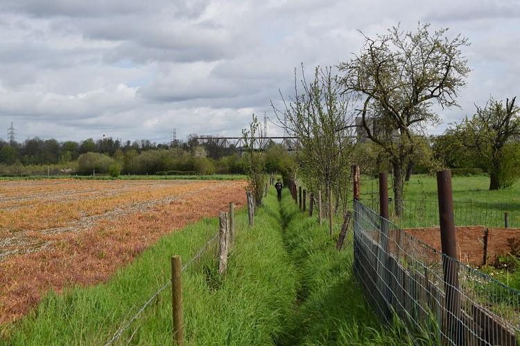Haccourt (Oupeye) - Au pays des Macrales