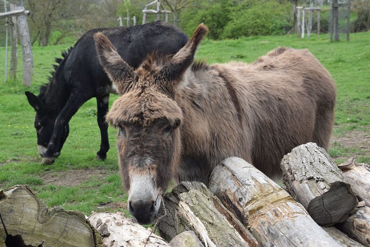 Haccourt (Oupeye) - Au pays des Macrales