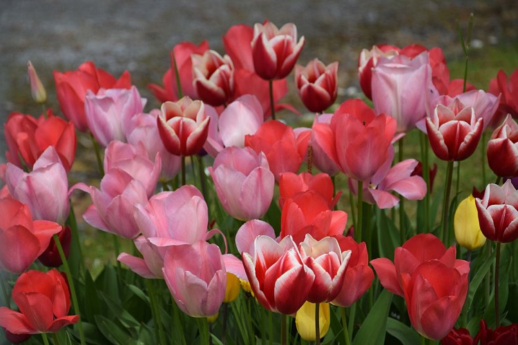 Haccourt (Oupeye) - Au pays des Macrales