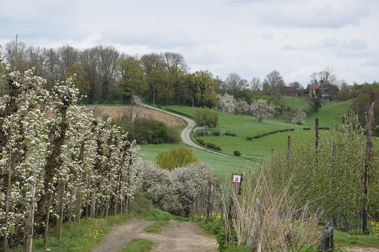Haccourt (Oupeye) - Au pays des Macrales