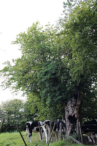 2 rue Moraifosse (4)