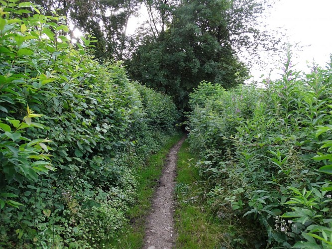 7 les galeries arbustives (5)