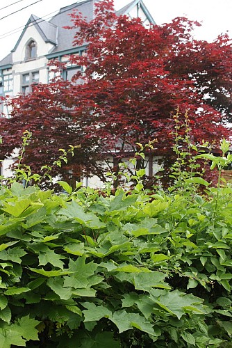 1 avenues arborées (6)