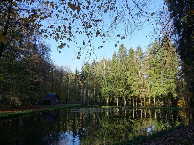 Etang nenuphars