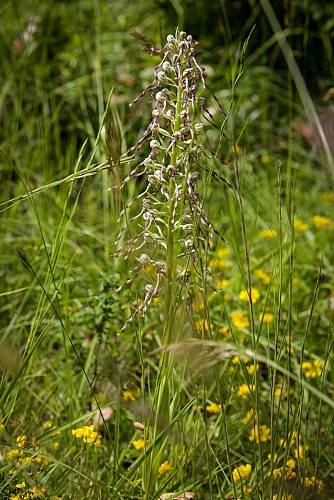 Orchis bouc