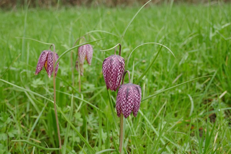 Fritillaire pintade