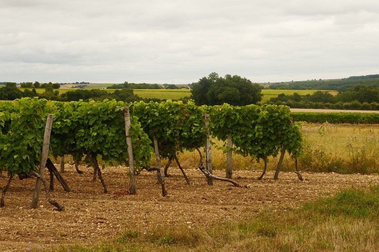 Asnières-vignes