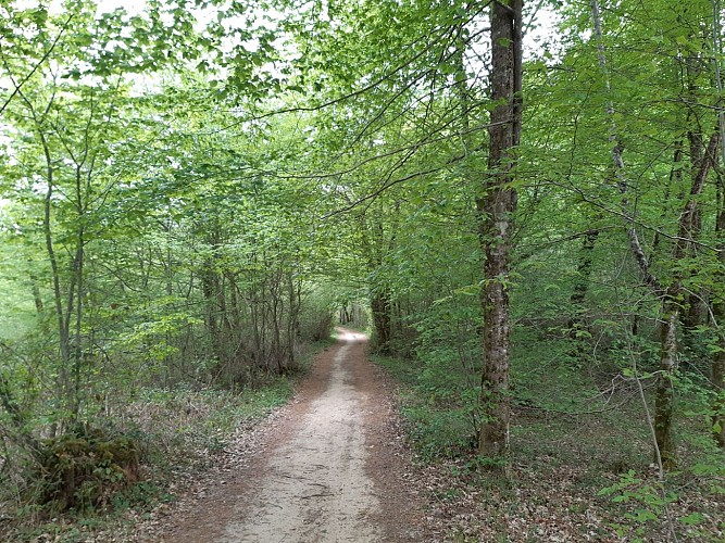 Forêt de Dirac