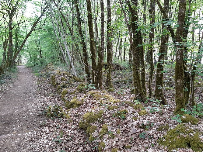 Forêt de Dirac