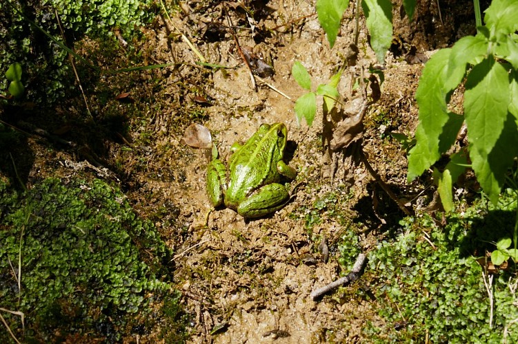 Grenouille-fontaine de Tonne