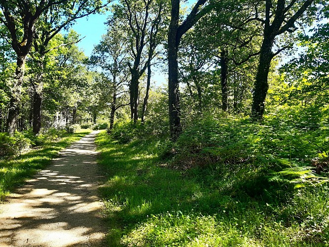 Bois de Soyaux