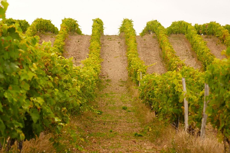 Circuit du fleuve et des vignes