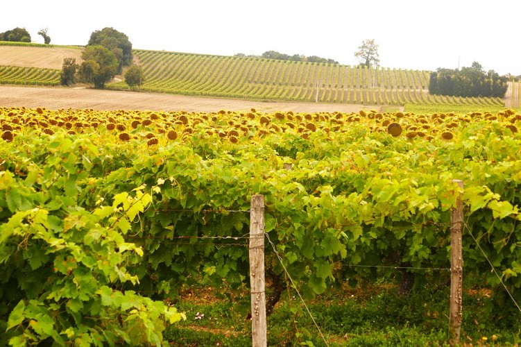 Circuit du fleuve et des vignes