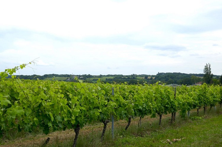 Vignoble du cognac