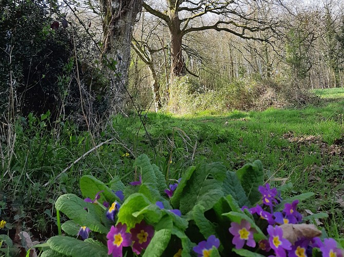 Primevères, En descendant vers la vallée