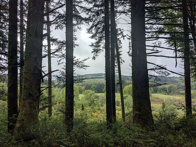 Chemin - La Turgotière - Lacelle ©M Clavaud (4)