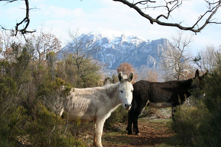 Pont Romain de Bugarach