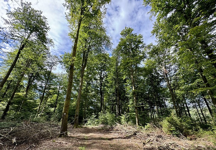 Promenade de tultay © MTEXF TEXTO Pascal Willems (24)